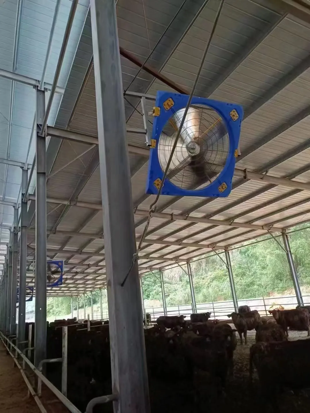 Cattle barn hanging box fan in operation