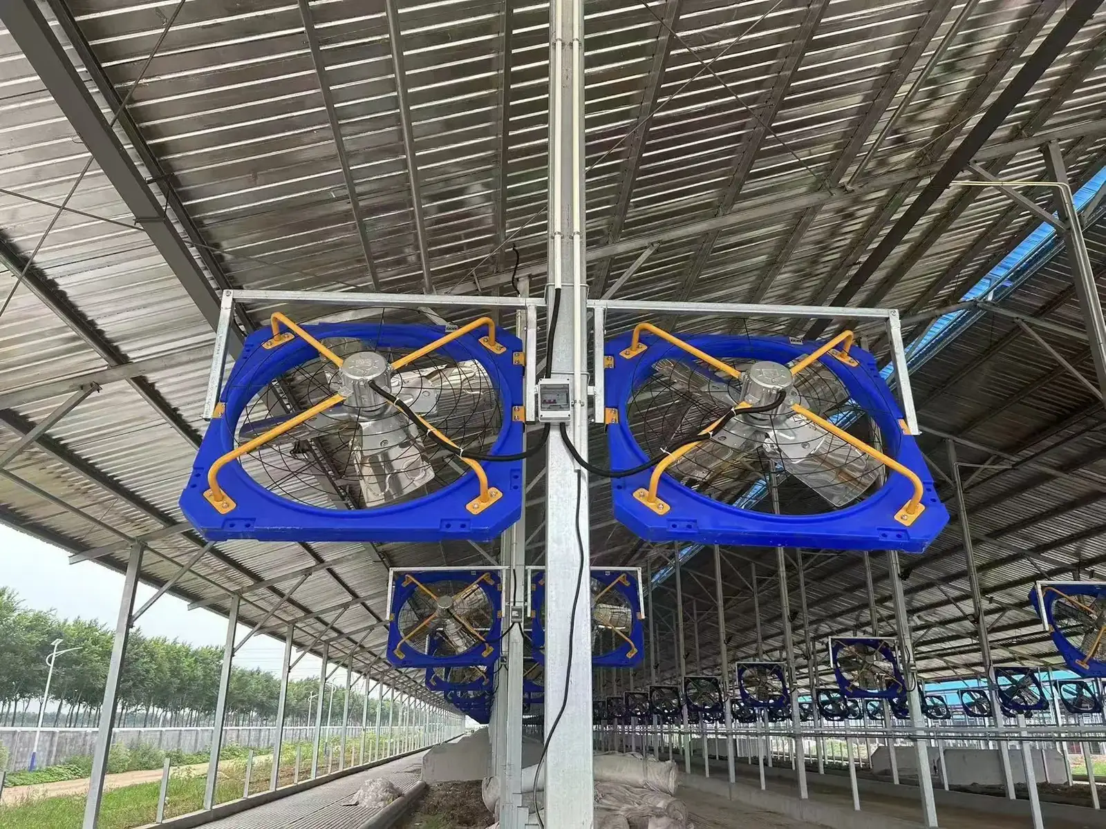 Dairy barn aisle with paired box fans