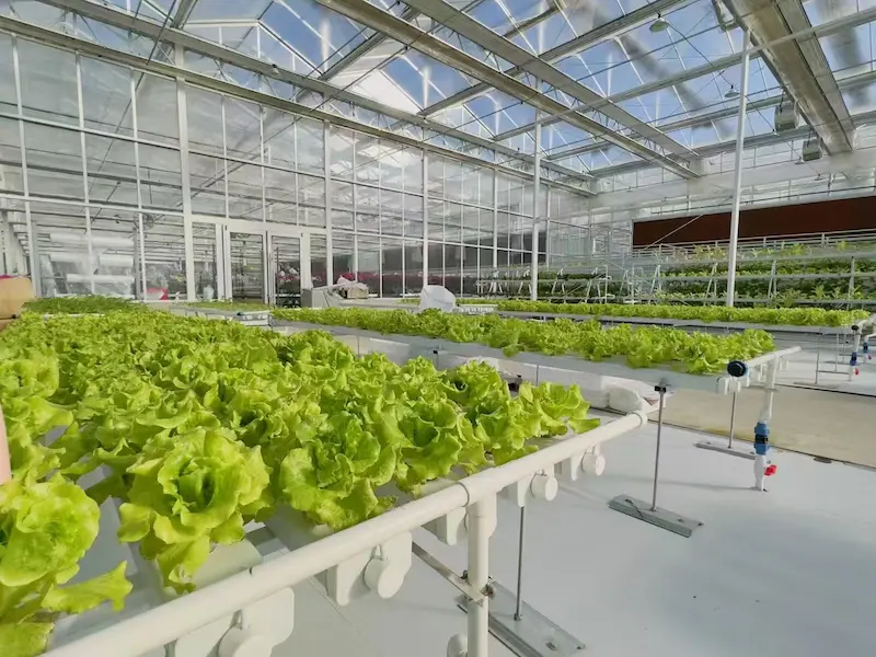 Smart-AI controlled commercial NFT hydroponic system for large-scale lettuce production, featuring 5000 plant sites and automated nutrient dosing.